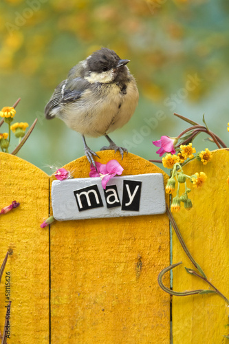 Bird perched on an May decorated fence