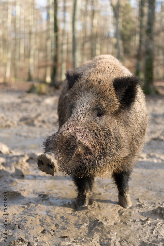 Wildschwein, Wild boar, Sus scrofa Wildschwein, Wild boar, Sus scrofa
