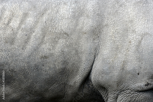 White rhino, Ceratotherium simum