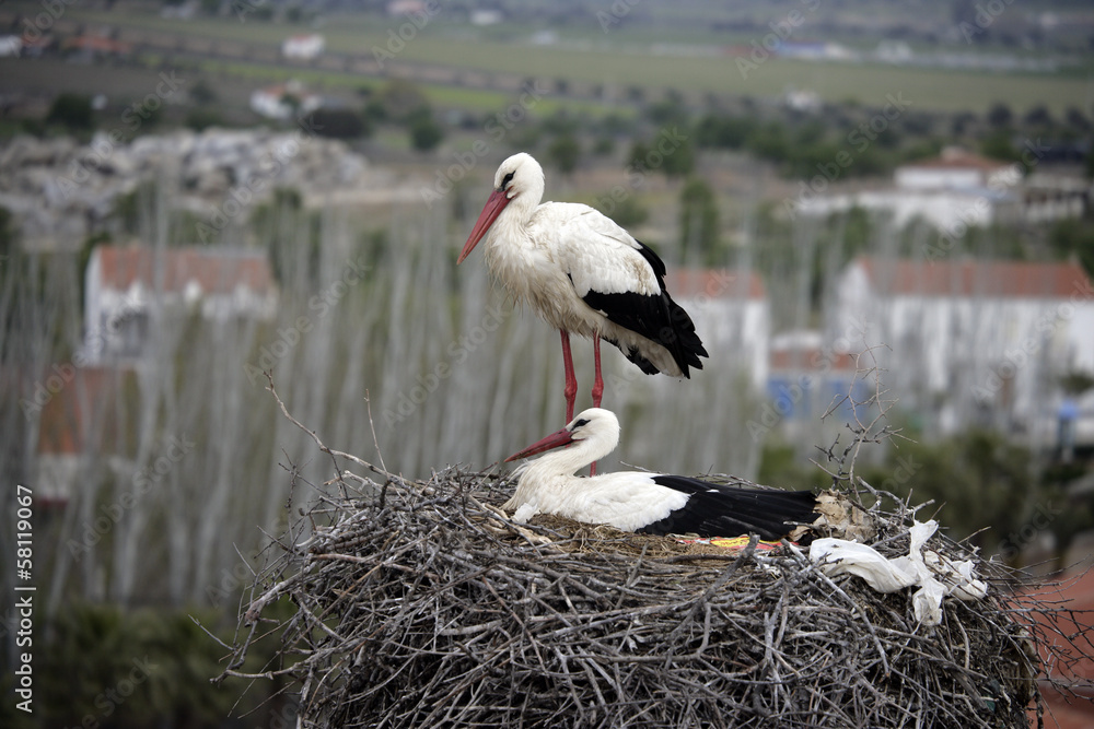 Fototapeta premium White stork, Ciconia ciconia,