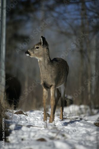 White-tailed deer, Odocoileus virginianus © Erni