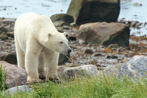 Fototapeta Naklejka Na Ścianę i Meble -  Polar Bear coming at shore 3
