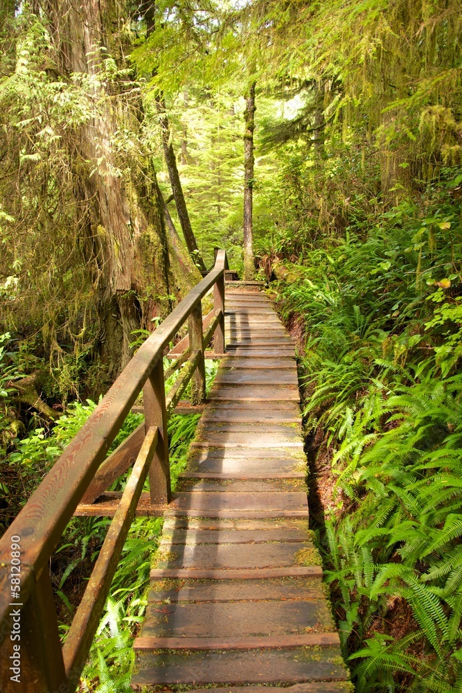 Rain Forest Boardwalk Rain Forest Boardwalk