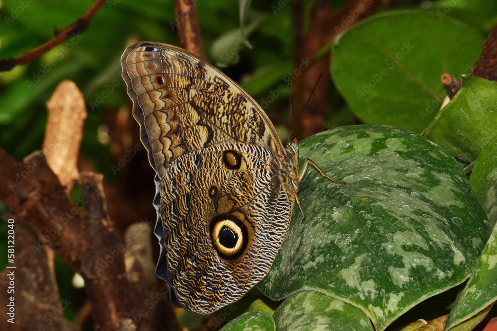 Fototapeta premium Schmetterling