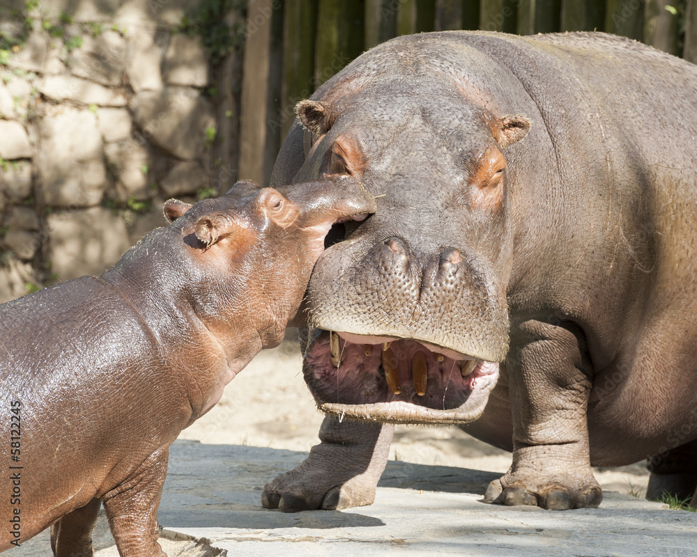 Hippo's family 2