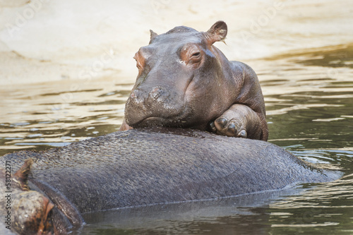 Baby hippo 2