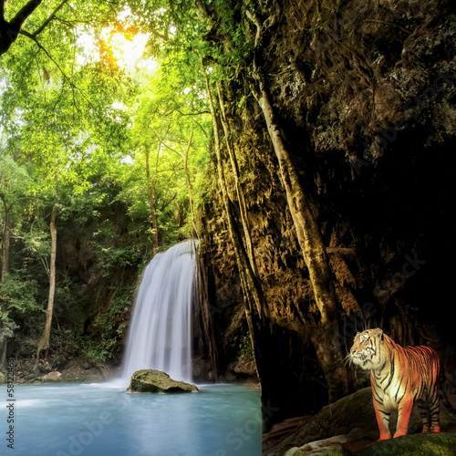 Tiger in the jungle © anekoho