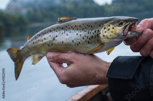 Freshly caught brown trout