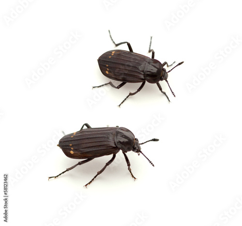 Carrion Beetle photo