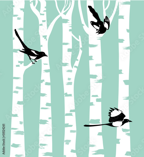 Magpie birds on a birch trees