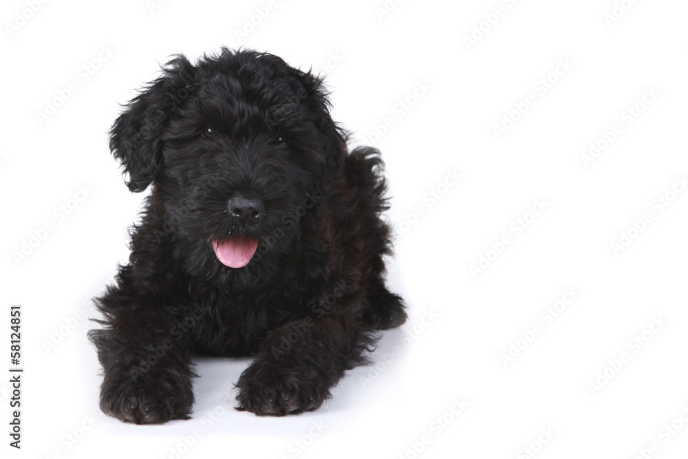 Black Russian Terrier Puppy on a White Background Black Russian Terrier Puppy on a White Background