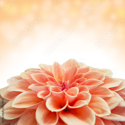 Close-up of an orange and red dahlia