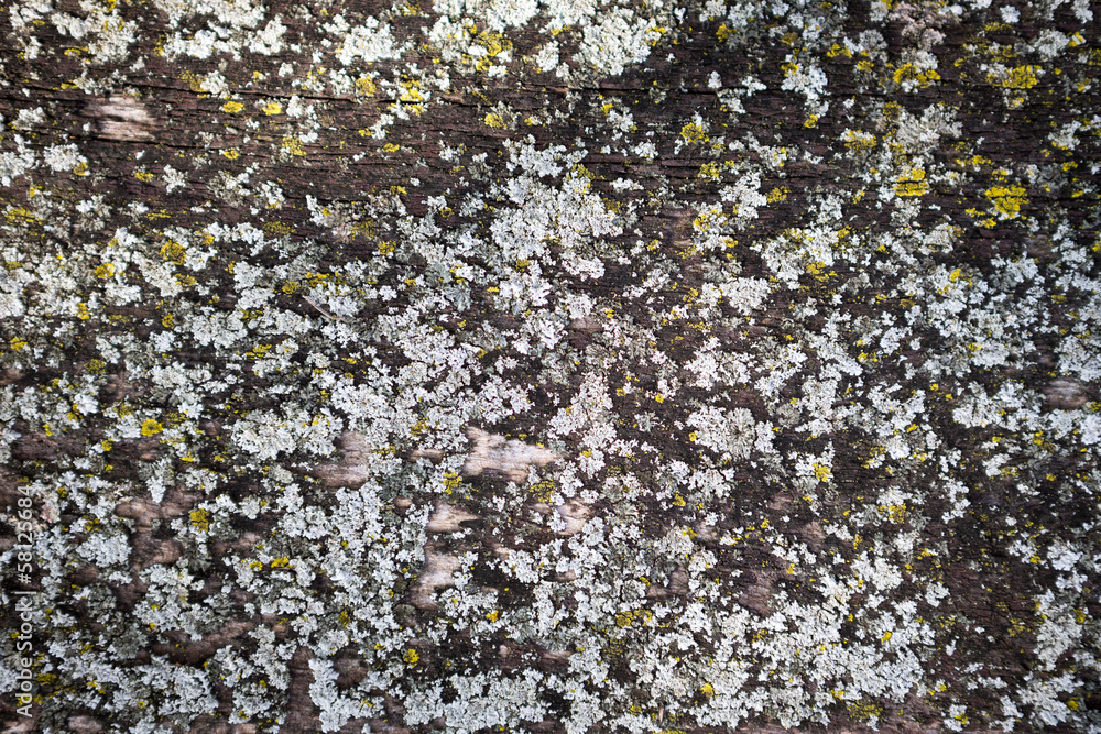 Wood Background with Moss on it Wood Background with Moss on it