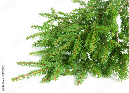 spruce over white