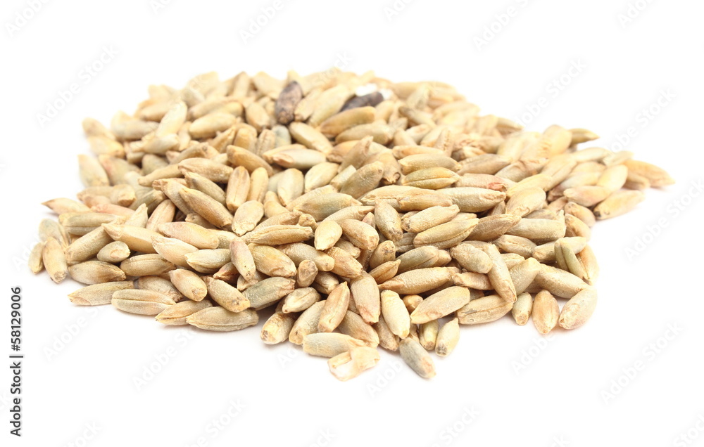 Rye grain isolated on white background Rye grain isolated on white background