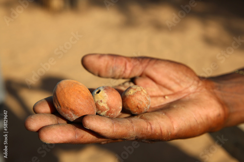 Marula Fruit. Namibia