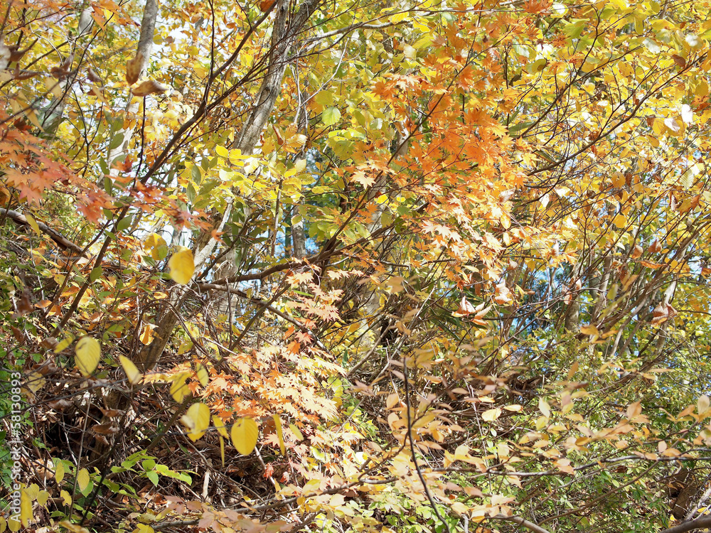 Fototapeta premium 秋田の紅葉
