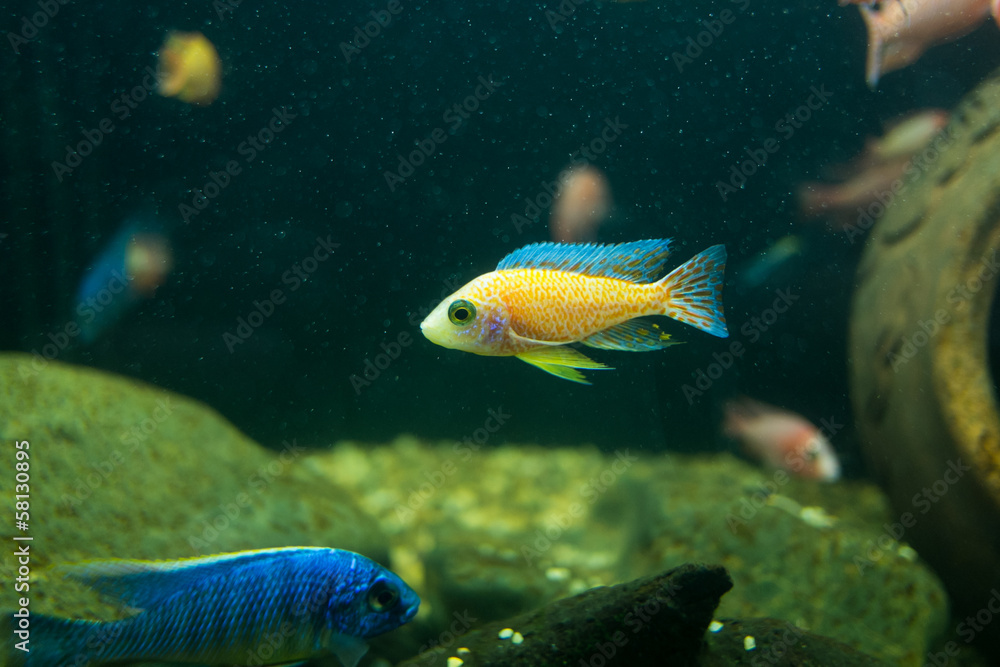 Cyphotilapia frontosa fish. Cyphotilapia frontosa fish.