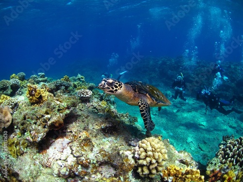 珊瑚の上を泳ぐウミガメ
