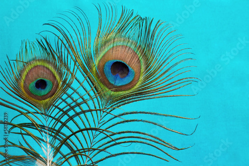 Peacock Feathers on a blue  background