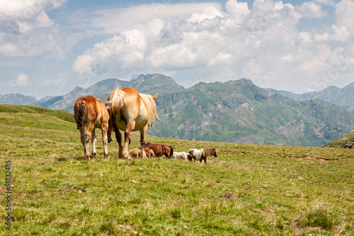 Horses in the French Pyrenees