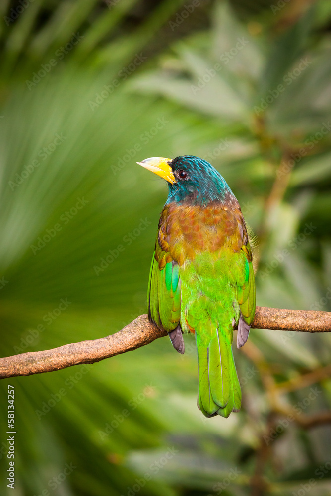 Exotic colorful bird sitting on a branch Exotic colorful bird sitting on a branch
