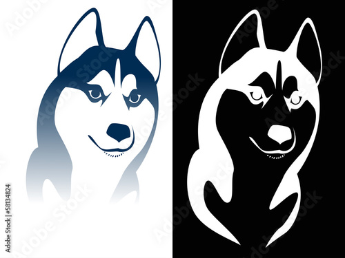 Siberian husky