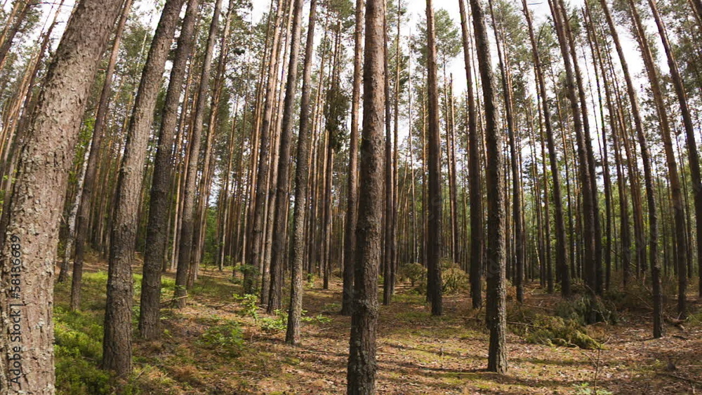 Walking POV in the forest, wide angle Walking POV in the forest, wide angle