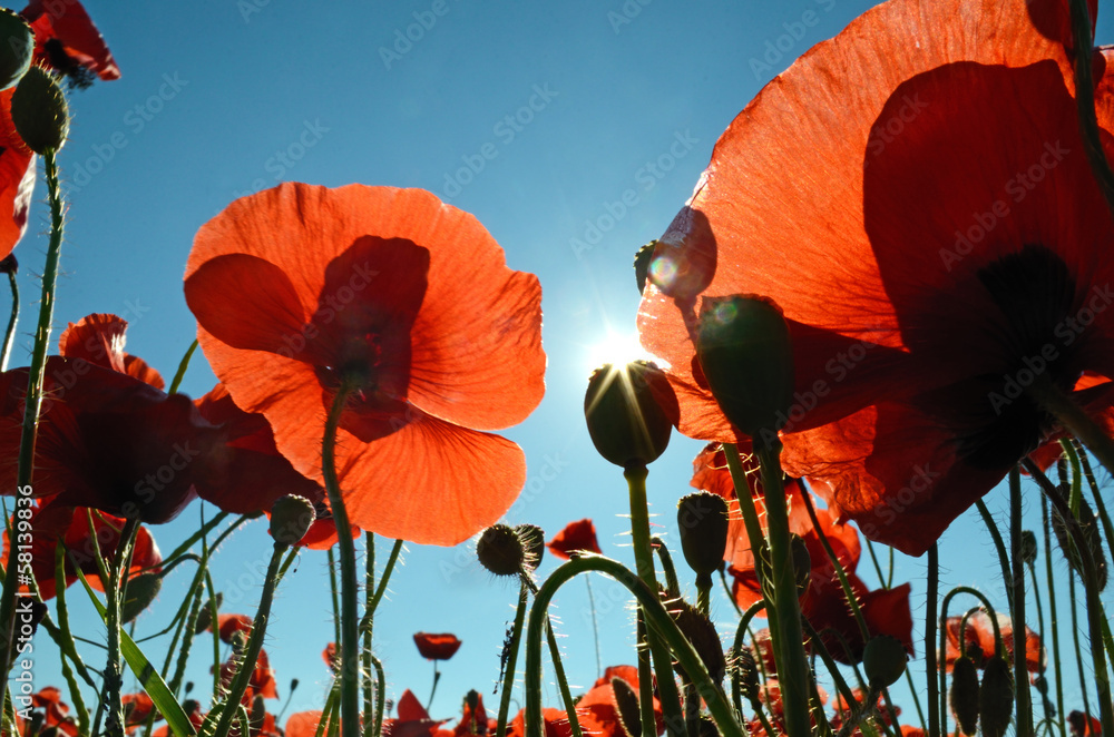 Beautiful poppies in the sun against the sky