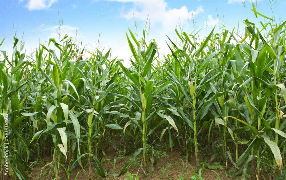 Cornfields Cornfields