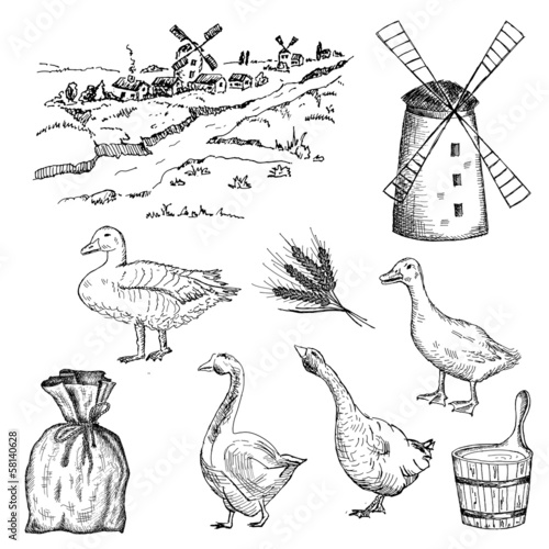duck and goose