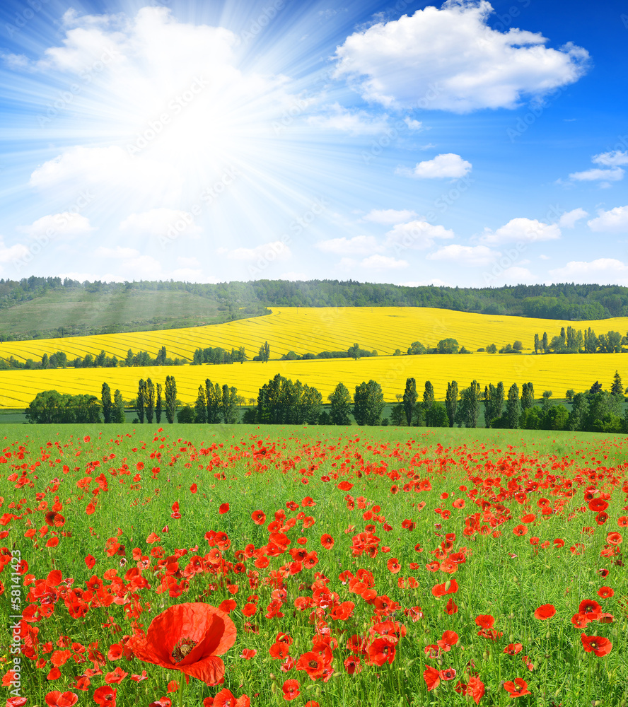 red poppy field with sunny sky - obrazy, fototapety, plakaty 