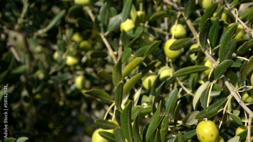 Motion view at olive tree and green olives Motion view at olive tree and green olives