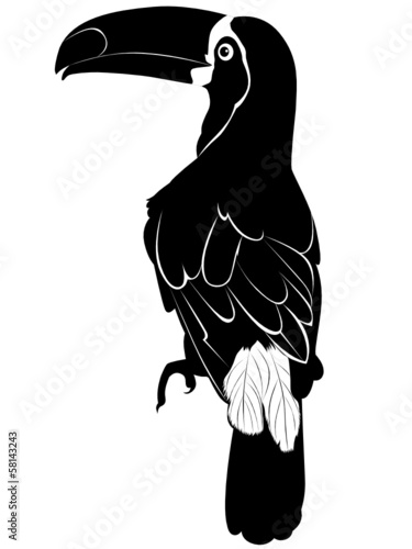 toucan
