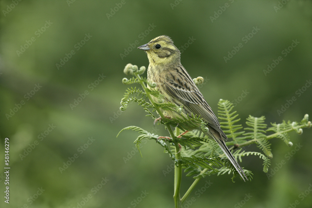 Yellowhammer, Emberiza citrinella Yellowhammer, Emberiza citrinella