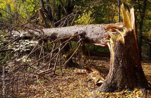 Broken evergreen tree in the forest.