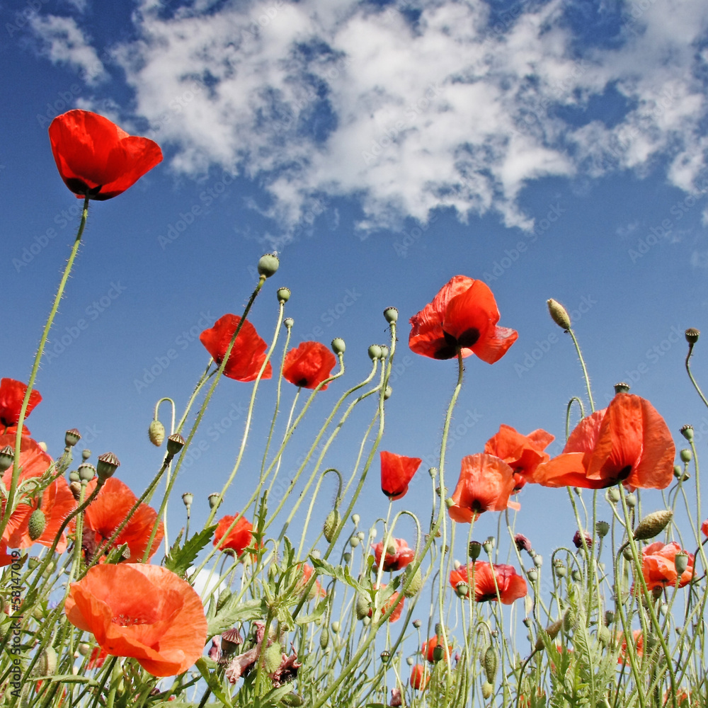 Obraz premium Mohn - quadratischer Hintergrund