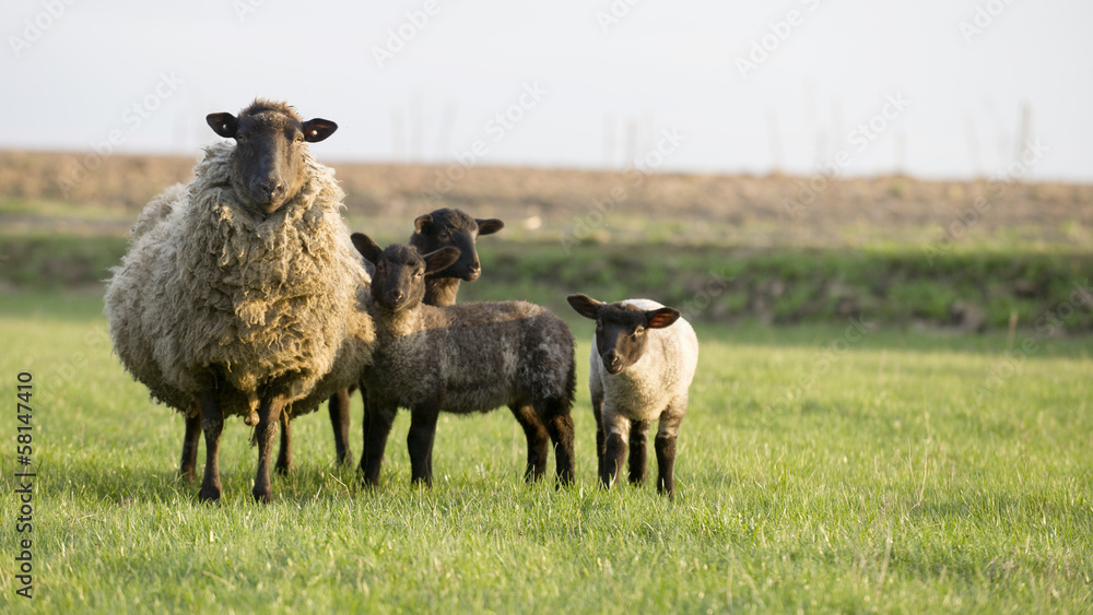 Fototapeta premium sheep family Suffolk breed