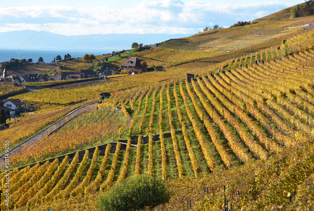 Vineyards in Lavaux region, Switzerland