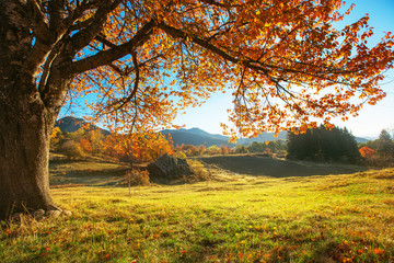 Fototapete Jahreszeiten Herbstliche Landschaft in goldenen Farbtönen  © ValentinValkov