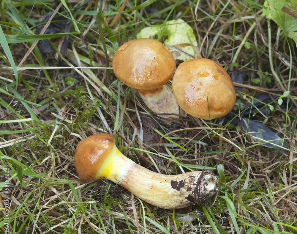 Larch Bolete, Suillus grevillei growing in grass Larch Bolete, Suillus grevillei growing in grass