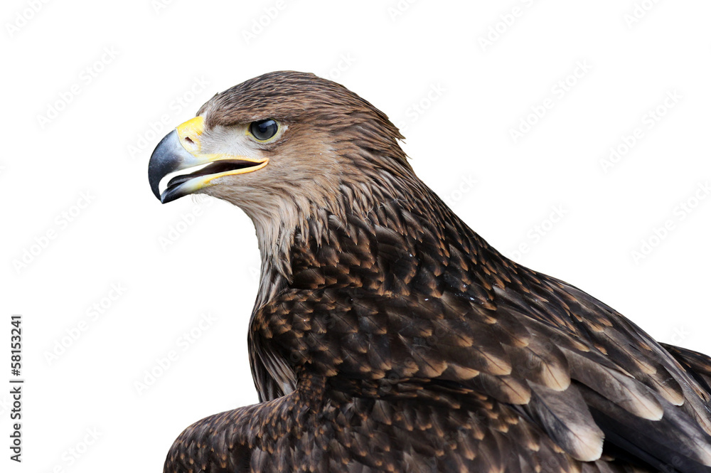 Obraz premium golden eagle isolated on white