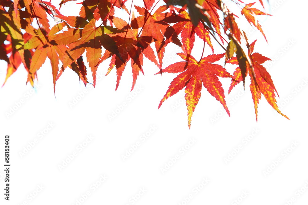 カエデの紅葉 カエデの紅葉