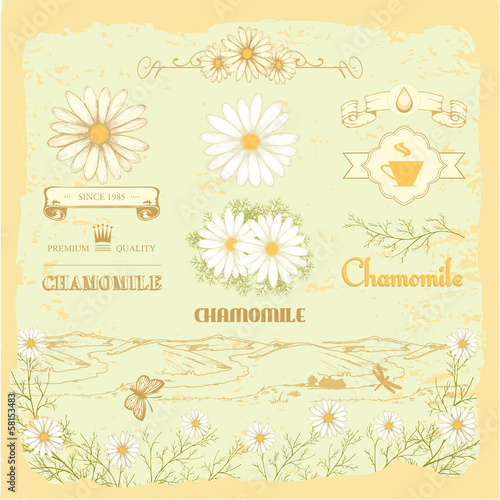 chamomile, camomile,  herb flower, floral vintage background