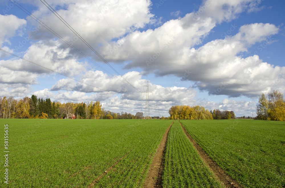 Obraz premium autumn farm field with green cereal crop and tractor traces