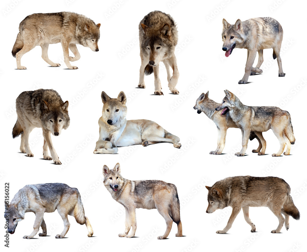 Fototapeta premium Set of gray wolves. Isolated over white