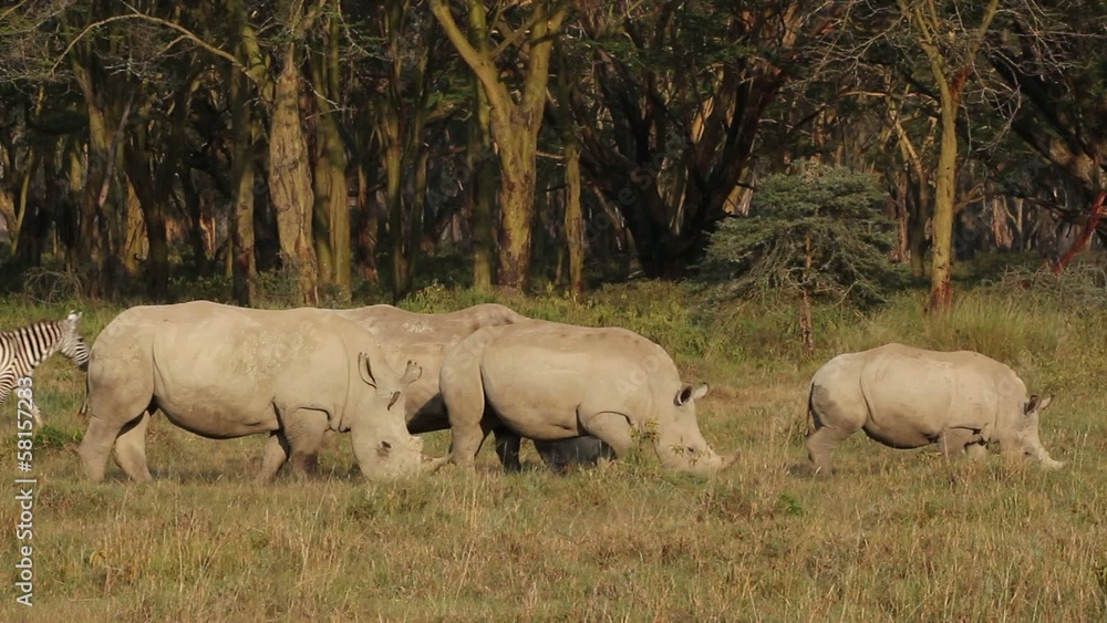 White rhinoceros feeding, Lake Nakuru National Park White rhinoceros feeding, Lake Nakuru National Park