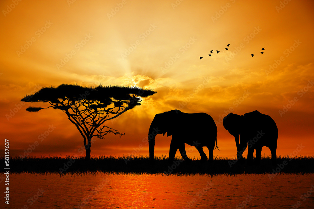 elephant silhouette at sunset - obrazy, fototapety, plakaty 