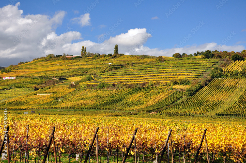 Weinberge im Elsass