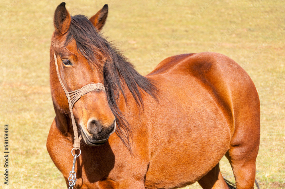 Fototapeta premium brown horse closeup